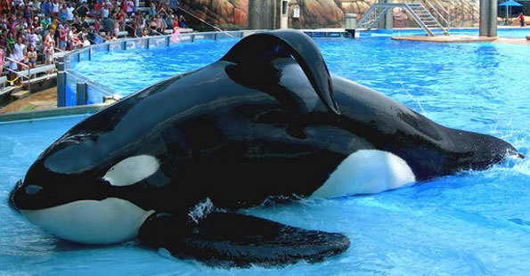 freedomforwhales:  “Another topic she (Naomi Rose, HSUS) thought about including