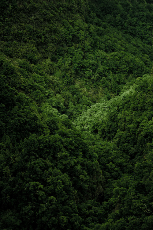 drxgonfly: Green (by Luis Martins) 
