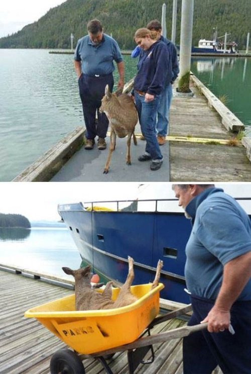 ceescedasticity: I went looking for where this came from (googled ‘deer water alaska boat&rsqu