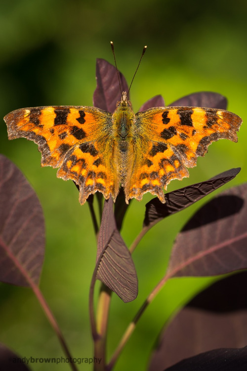 Comma on Smoke Bush on 500px by Andy Brown, UK☀  pentax K-5-f/0-1/100s-100mm-iso160, 683✱1024px-rati