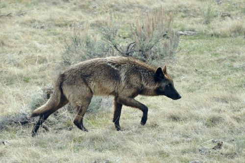 wilkpreriowy:Northwestern wolf (Canis lupus occidentalis) Yellowstone National Park, Wyoming, USAby 