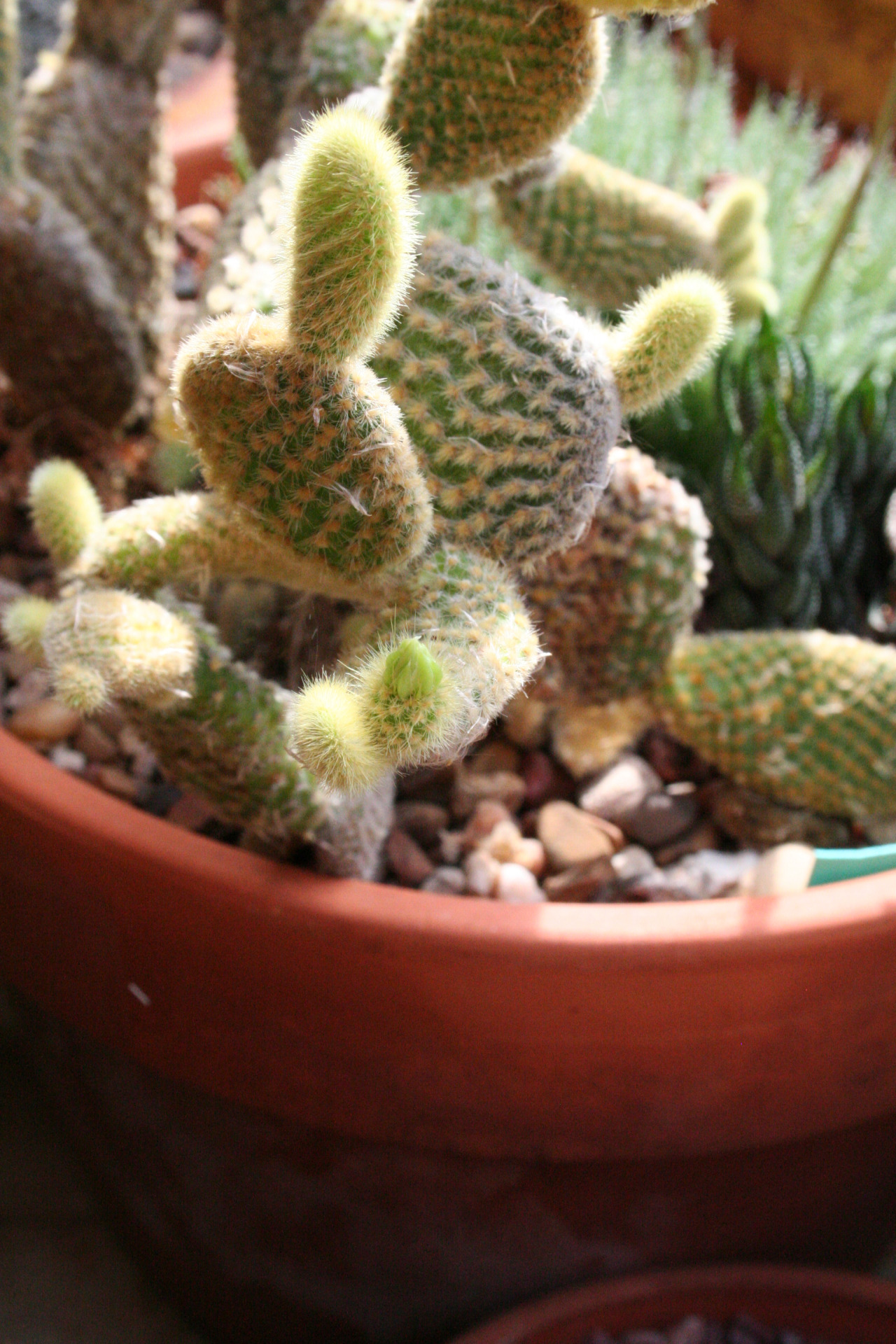 Opuntia microdasys ‘Bunny ears’ / bud