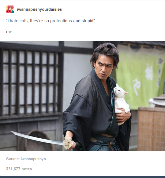 itsstuckyinmyhead:  The Cats of Tumblr 