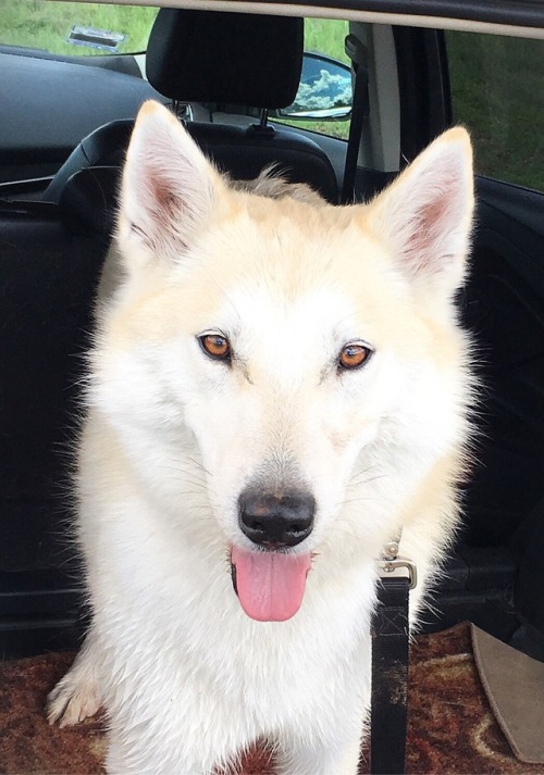 mayyetrain:My little cutie Belka ❤🐾 couple pics on way bk from our last hike, when I get time I have to post more, it was gorgeous day! (Feb 23.2017)