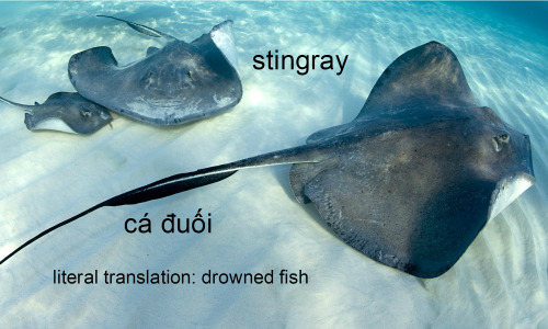 italian-desperating:Some fish names with weird Vietnamese translations.shark: cá mập. “