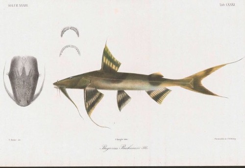 Devil Catfish (Bagarius bagarius), also known as the Indian Dwarf Goonch. #SciArt from Pieter Bleeke