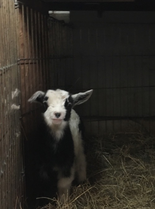 New year,new babies! 4 little ones born New Year’s Eve and New Year’s Day.