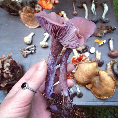 sailllboat:laccaria amethystea