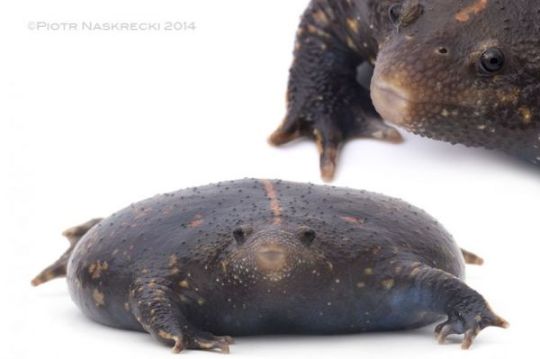 frogsuggest: friend of the day! you’ve met handsome roundboy, now we introducing….  His Royal Flatness, mexican burrowing toad! SO FLAT! i am swooning a face of a king perfect is he body i trust him I love him beautiful smile of toad he know you