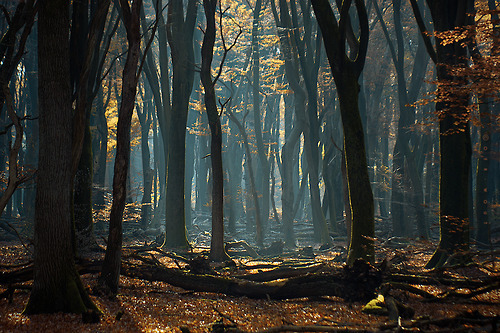 radivs:  Autumn Forest Captures by Oer-Wout  1 | 2 | 3 | 4 | 5 | 6 
