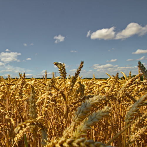 marcel-and-his-world:You’ll forget the sun in his jealous sky as we walk in fields of gold. Wheat fi