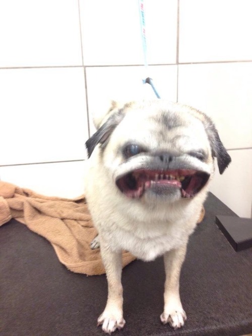 yourroyalpenis:  monpetitsouris:  bunnyfood:  Pug vs. Hair Dryer   yourroyalpenis  omg