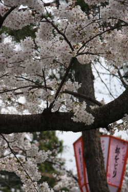 minuga-hana:  京の桜 by eyawlk60 