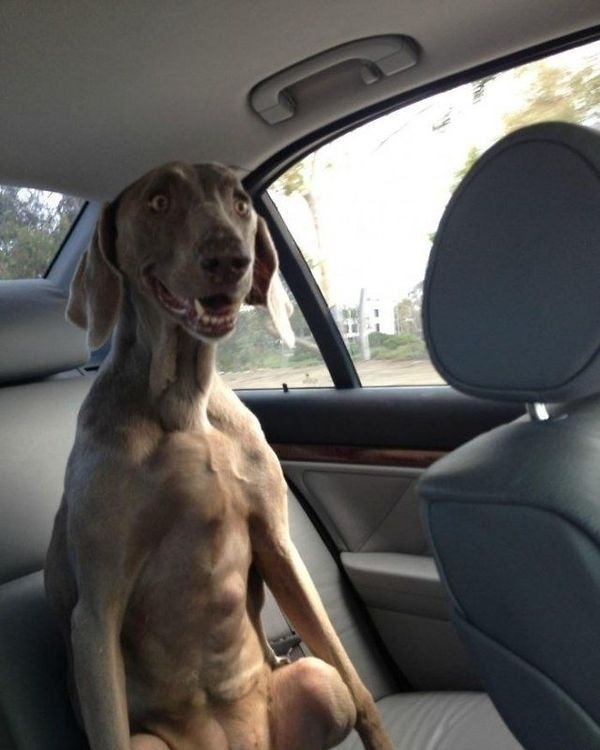 buzzfeed:  These dogs are just excited to be dogs.  