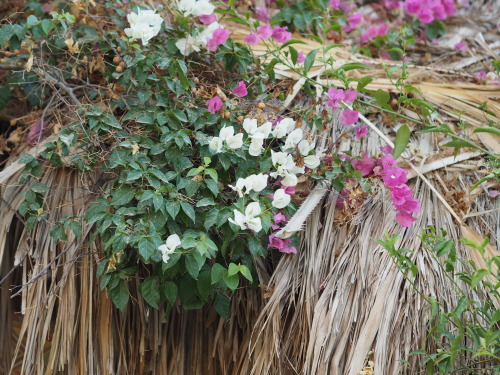 Nature in Sobic Hotel, Tunis village, Fayoum, Egypt.