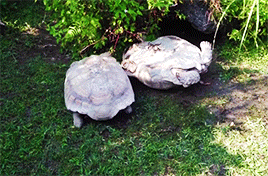 mashable:  Your Monday Needs This Turtle Helping His Upside-Down Friend This is the meaning of friendship right here.   