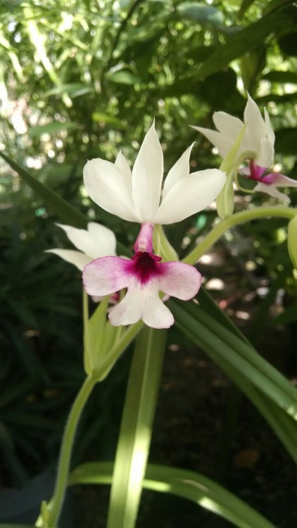 10/19/16: Calanthe discolor; a flowering species of “woodland” orchid native to Korea, J