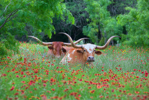 peace-witch:labradoriteslight:ainawgsd:Cows in FlowersSacred Beingsthis is all i ever wanted and mor