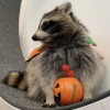 happyheidi:Happy Halloween 🎃 raccoon edition ♡