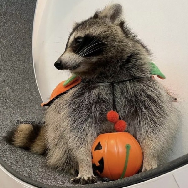 happyheidi:Happy Halloween 🎃 raccoon edition ♡