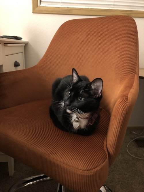 ursiday - Black Cat On Orange Chair is as halloween-y as it’s...