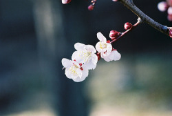 kudou-kun:  Plum blossoms by (keganimushi)