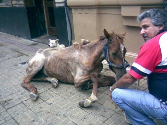 att-tu-conciencia:  faabianett:  DI BASTA! NO MAS MALTRATO ANIMAL!   STOP!!