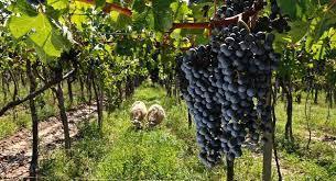 Vinedos Orgáncos en Argentina
