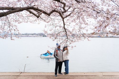 Walking with the Cherry Blossoms. © Katelyn Perry | Instagram Here