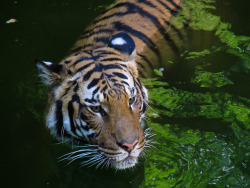 sdzoo:  Tigers love water by Michelle_Fryer