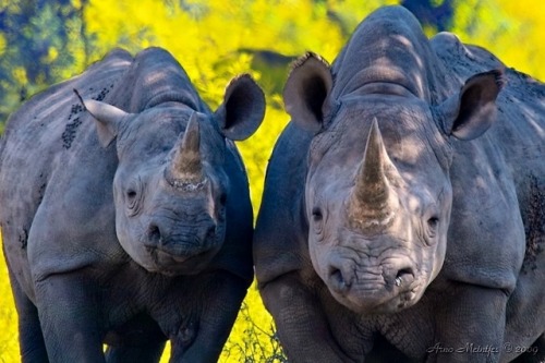 wapiti3:Black Rhinoceros (Diceros bicornis)Arno Meintjes photos