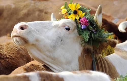 thehaust: ainawgsd: Cows with Flower Crowns I have found perfection.