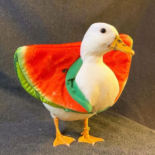 “I’m all dressed up to go trick or treating, do you guys like my outfit?”  via @thesassyducks instag