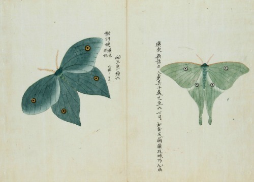 Porn photo frenchtwist:  Lepidoptera by Keisuke Ito,