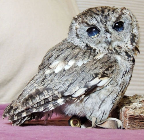 themonkeyninja:applesour:Meet Zeus: The Rescued Blind Owl With Stars In His Eyeswhat. holy shit.