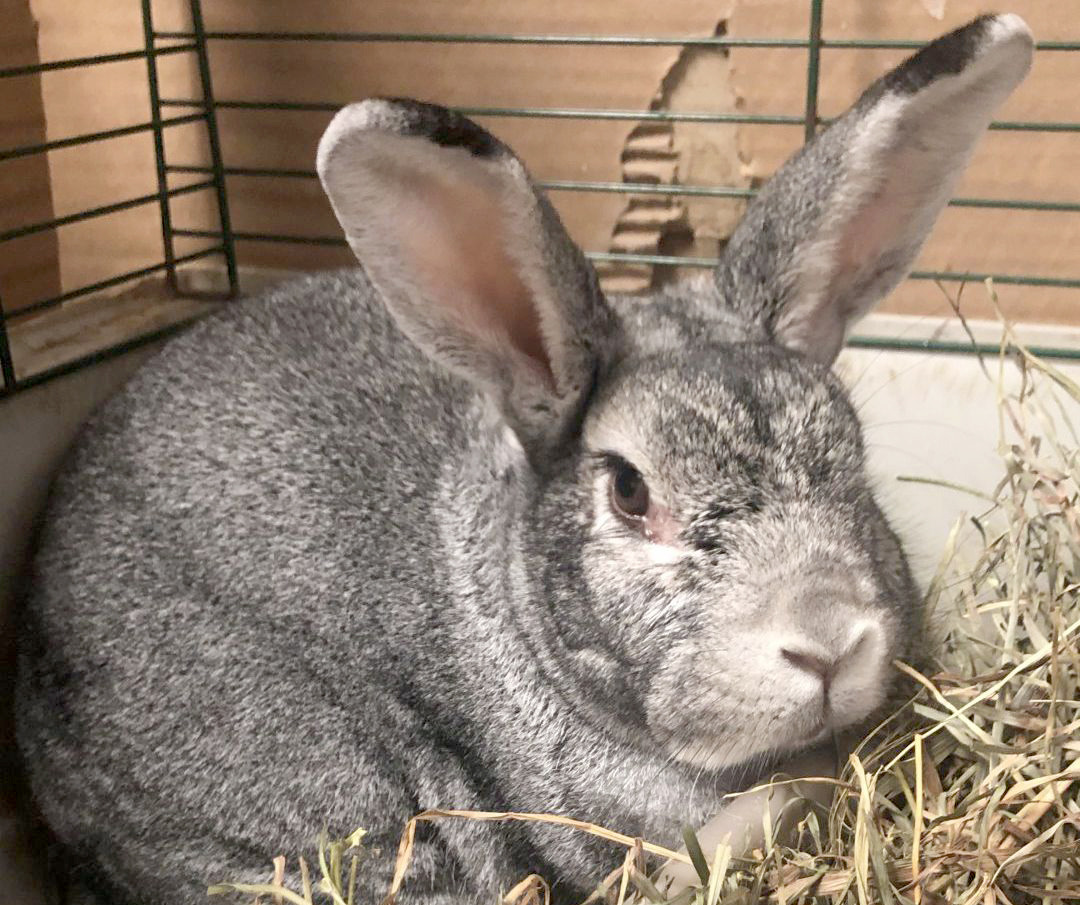 a pet blog | Maybe also post some ugly rabbits that are...