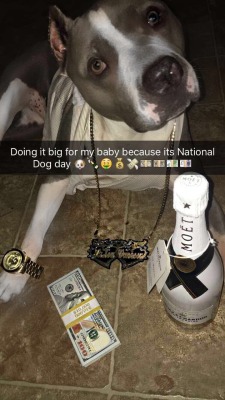 miss-irenski: drovginduced:   p0rn-pits-tits-clits:  😍😍😍😍😍😍😍 This is the money dog reblog in less than 10 seconds and all your financial struggles will be gone!  Fuck the reblog in 567 seconds shit.  DOG DOG DOG   😂😂 