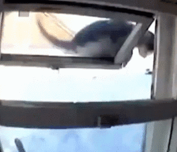 funny-gif-1:  Other Funny Gİfs http://funny-gif-1.tumblr.com/