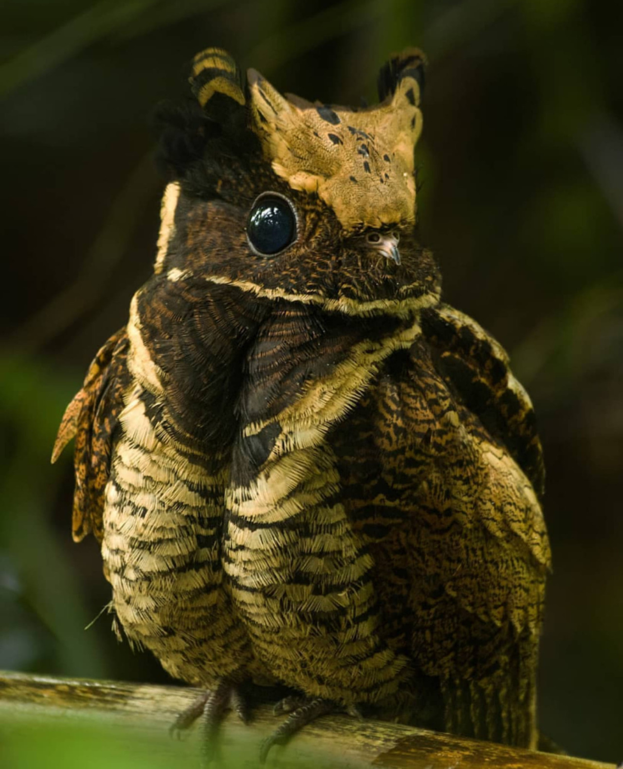 Porn youneedone2:Great Eared Nightjar by wildeast101 photos