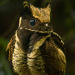 youneedone2:Great Eared Nightjar by wildeast101