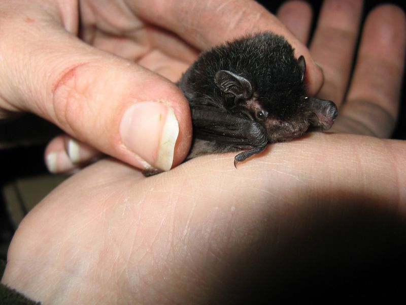 jadesandslash:  I absolutely love tiny bats and you should too Just look at them!!!