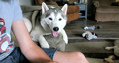 Snow Dogs Vlogs - NORA GOES HOME and I Met a CAT
