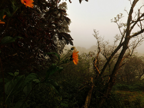 Foggy Morning, Greifswald by yayapapaya77 on Flickr.