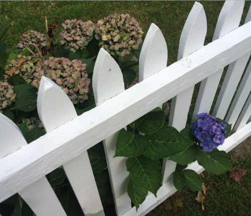 the hydrangeas are dead on only one side of the fence?