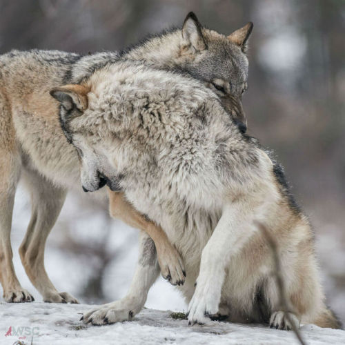 wolfscience:  Maikan and Etu, almost two years now.Pics by Rooobert Bayer