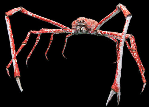 jackson-dies-at-the-end: sixpenceee: JAPANESE SPIDER CRAB *Burns the Earth down* *Lives on Pluto for