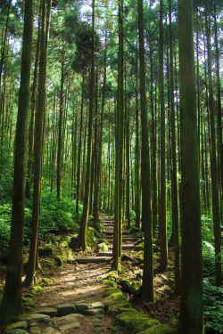 earthlycreations:  The Path in Forest by Hanson Mao 