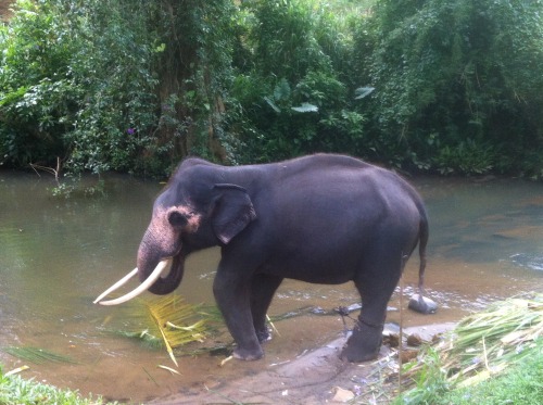 elephants-and-paradise: rip raja :c