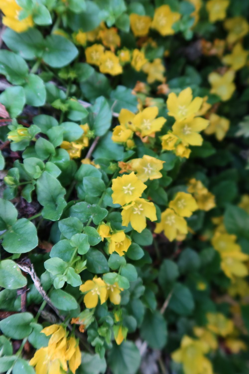 anskupics: Lysimachia nummularia — moneywort a.k.a. creeping jenny