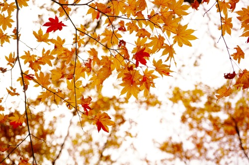 紅葉見頃の奥入瀬渓流。最近コケが流行ってるというので撮ってみましたが・・・イマイチどう楽しむのかわからなかった。